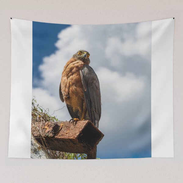 Item preview, Christmas Island Goshawk designed and sold by JohnKarmouche.