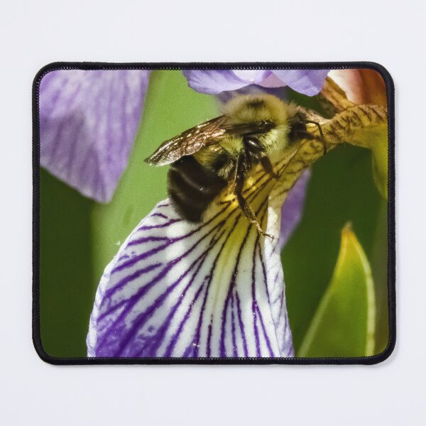 Item preview, Bee gathering nectar on purple iris  designed and sold by firstlightdawn.