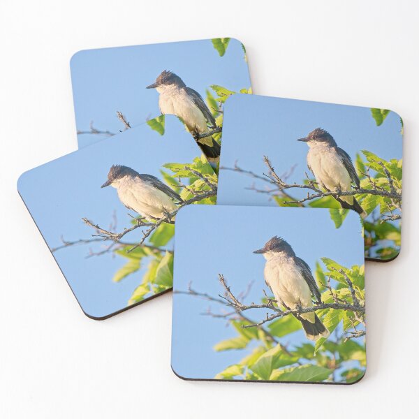 Item preview, Eastern Kingbird, UW Arboretum, Madison, WI designed and sold by StevenRalserPhoto.