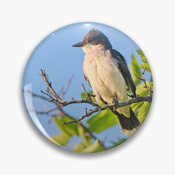 Item preview, Eastern Kingbird, UW Arboretum, Madison, WI designed and sold by StevenRalserPhoto.