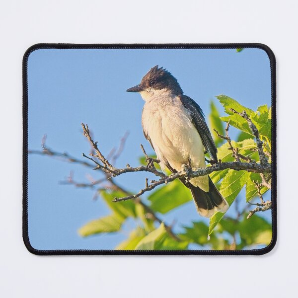 Item preview, Eastern Kingbird, UW Arboretum, Madison, WI designed and sold by StevenRalserPhoto.