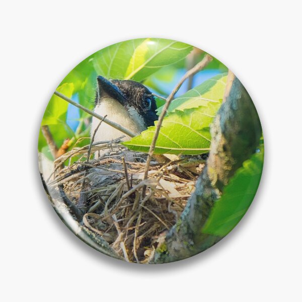 Item preview, Eastern Kingbird on Nest, UW Arboretum, Madison, WI designed and sold by StevenRalserPhoto.