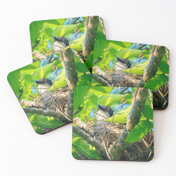 Item preview, Eastern Kingbird on Nest, UW Arboretum, Madison, WI designed and sold by StevenRalserPhoto.