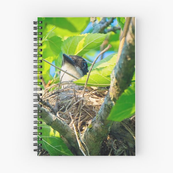 Item preview, Eastern Kingbird on Nest, UW Arboretum, Madison, WI designed and sold by StevenRalserPhoto.