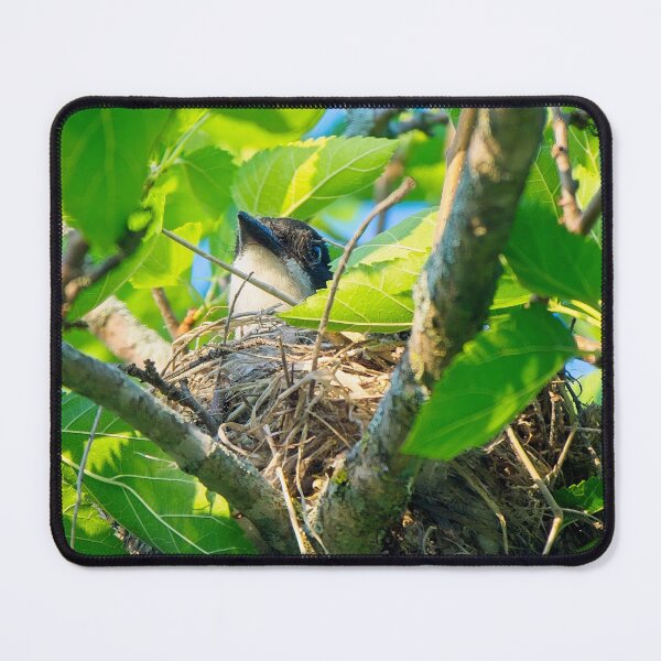 Item preview, Eastern Kingbird on Nest, UW Arboretum, Madison, WI designed and sold by StevenRalserPhoto.