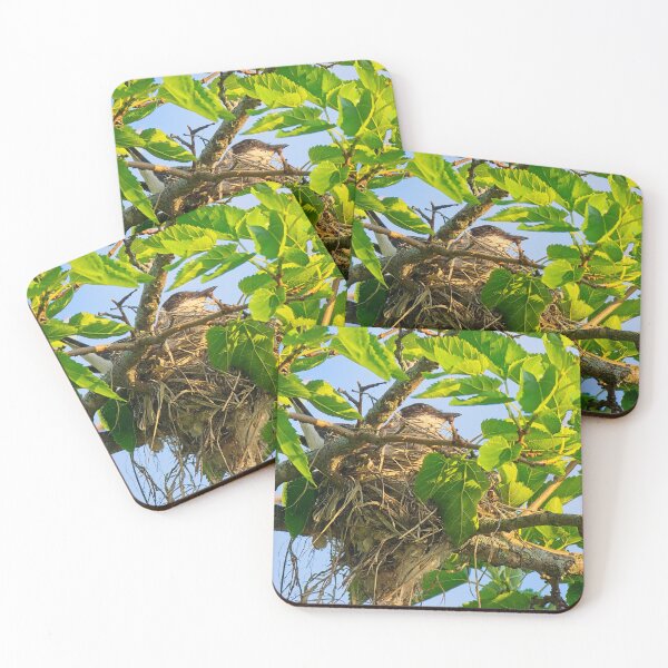 Item preview, Eastern Kingbird on Nest, UW Arboretum, Madison, WI 2 designed and sold by StevenRalserPhoto.