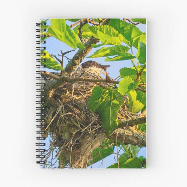 Item preview, Eastern Kingbird on Nest, UW Arboretum, Madison, WI 2 designed and sold by StevenRalserPhoto.