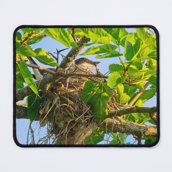 Item preview, Eastern Kingbird on Nest, UW Arboretum, Madison, WI 2 designed and sold by StevenRalserPhoto.