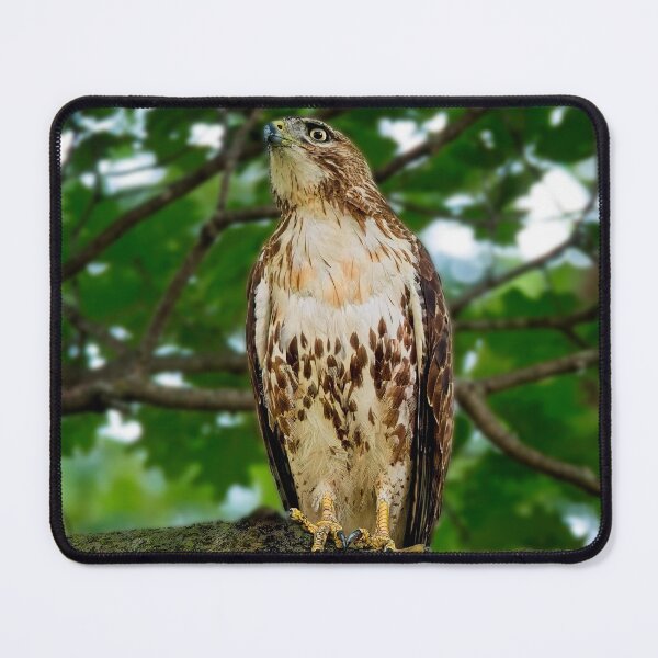 Item preview, Red tailed hawk, Madison, WI designed and sold by StevenRalserPhoto.