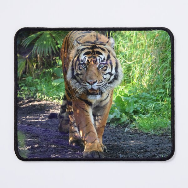 Item preview, Eye Contact - Sumatran Tiger designed and sold by LeanneAllen.