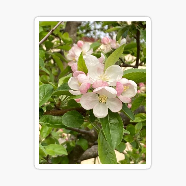 Item preview, Apple Blossom designed and sold by Laura-Rosa.