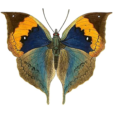 Artwork thumbnail, Beautiful Multi Color Butterfly by njaro