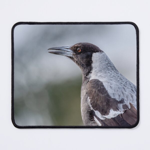 Item preview, Australian Magpie designed and sold by andrewbensch.
