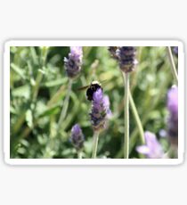 Bumble Sticker