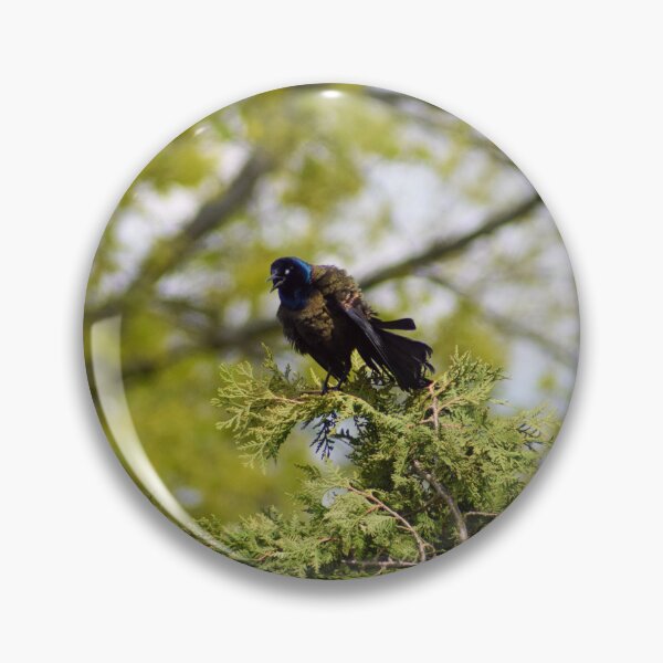 Item preview, Common Grackle Talking designed and sold by RPoli3.