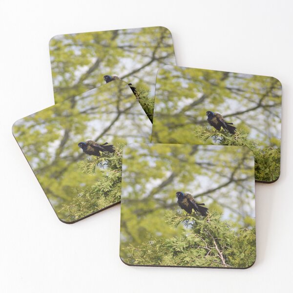 Item preview, Common Grackle Talking designed and sold by RPoli3.