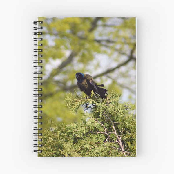 Item preview, Common Grackle Talking designed and sold by RPoli3.