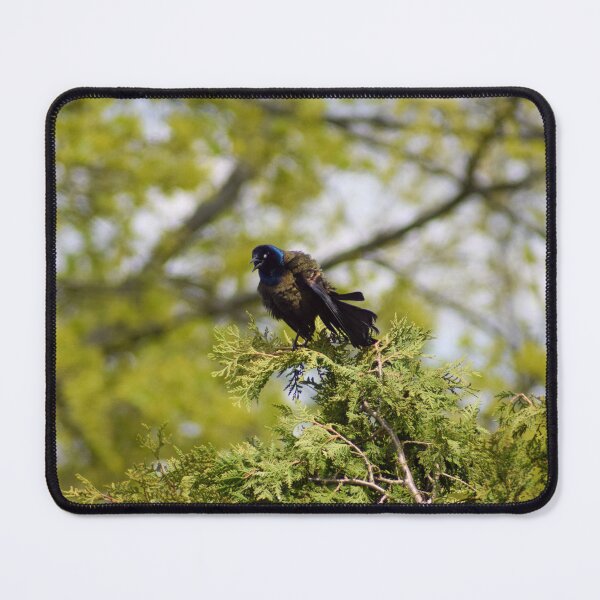 Item preview, Common Grackle Talking designed and sold by RPoli3.