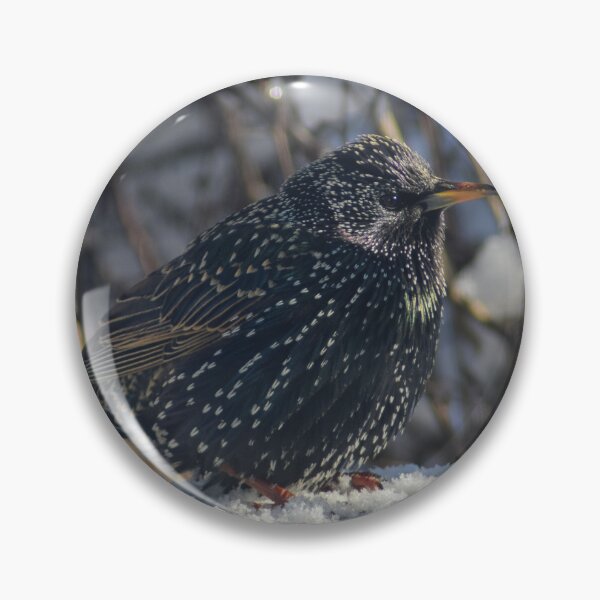 Item preview, European Starling designed and sold by RPoli3.