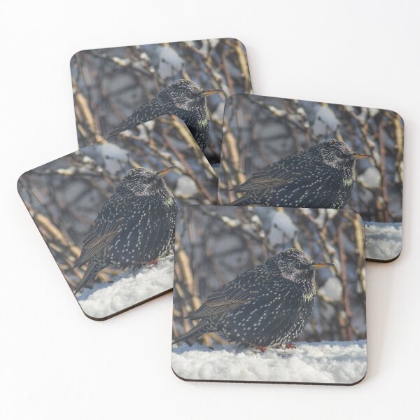 Item preview, European Starling designed and sold by RPoli3.