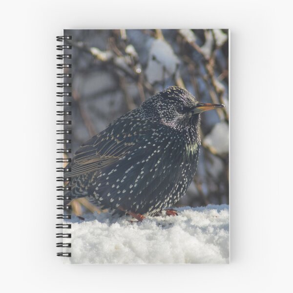 Item preview, European Starling designed and sold by RPoli3.