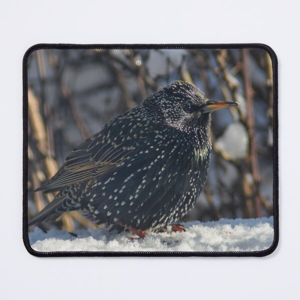 Item preview, European Starling designed and sold by RPoli3.