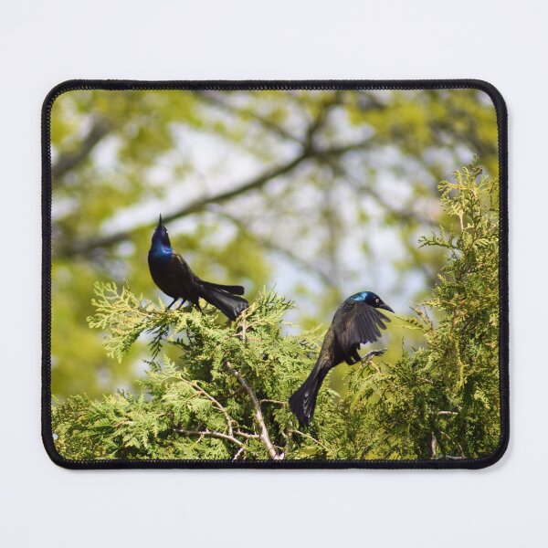 Item preview, Two Common Grackles designed and sold by RPoli3.