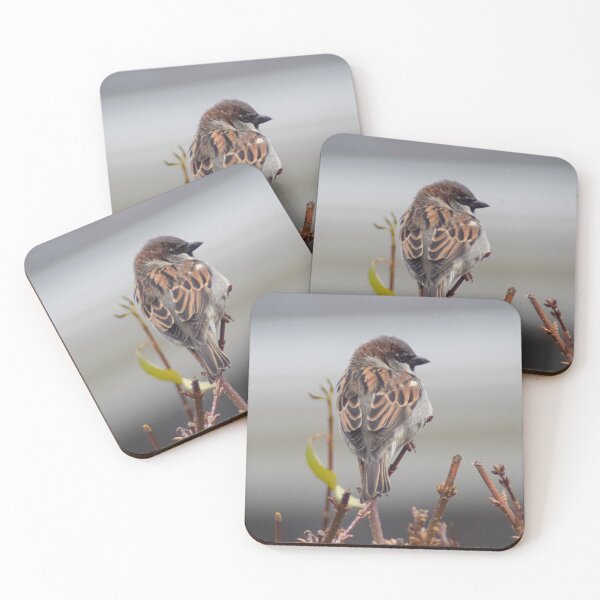 Item preview, Male House Sparrow designed and sold by RPoli3.