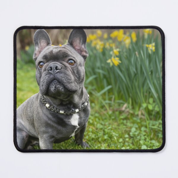Item preview, Spring Edition designed and sold by Joshi the Frenchie Dog – dein Frenchie mit Charakter. .