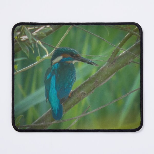 Item preview, Common Kingfisher on a Branch - Vibrant Nature Bird Photography designed and sold by tothkataphoto.