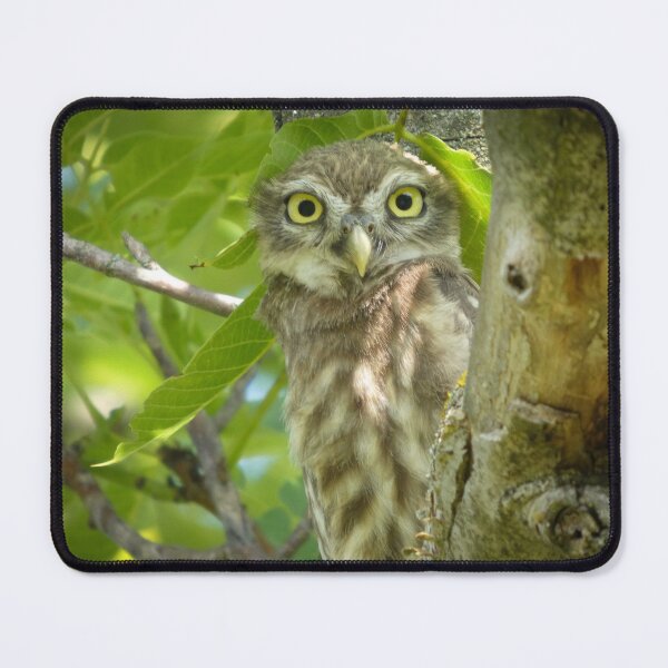 Item preview, Curious Little Owl in Summer Leaves designed and sold by tothkataphoto.