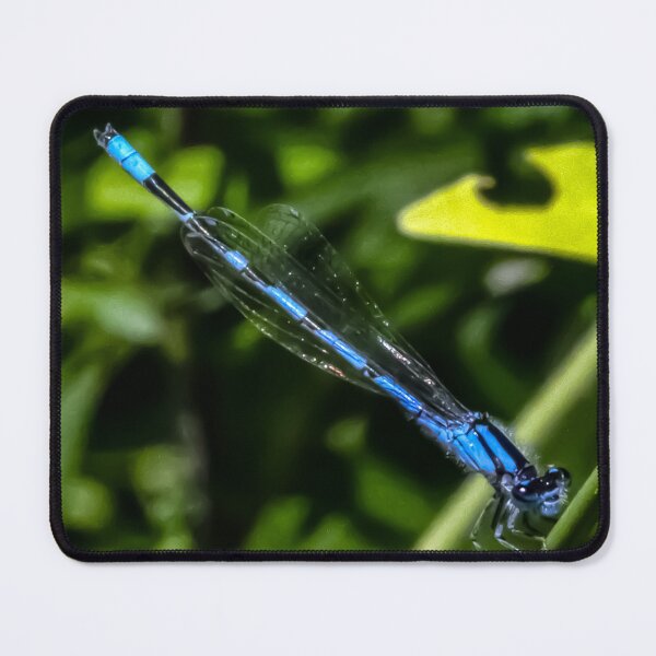 Item preview, Electric blue dragonfly  designed and sold by firstlightdawn.
