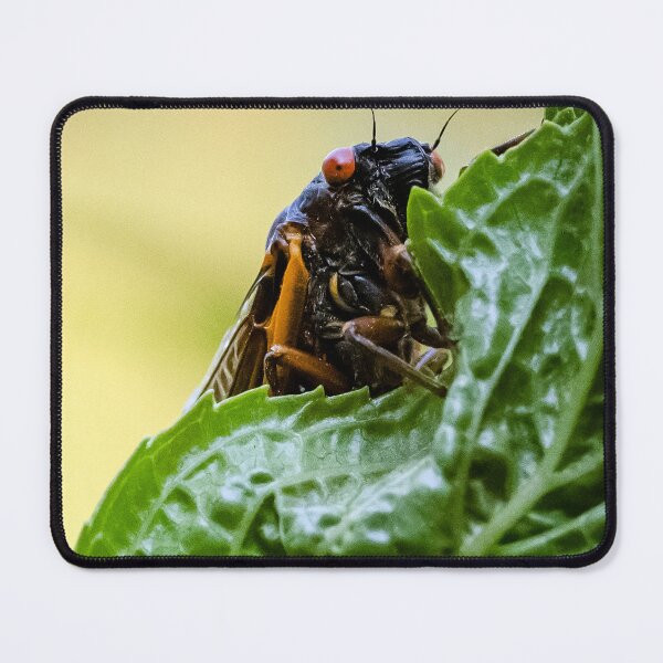 Item preview, Cicada peek-a-boo designed and sold by firstlightdawn.