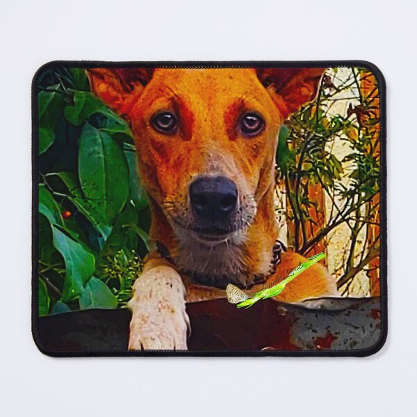 Artikelvorschau, NS Dog's Attention RZ 4/19 entworfen und verkauft von Unlimited Imagination .