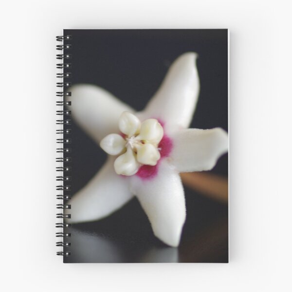 Aperçu de l'œuvre Fleur blanche de Hoya créée et vendue par rom01.