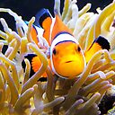 Clownfish In Anemone Art Print By Daphsam Redbubble