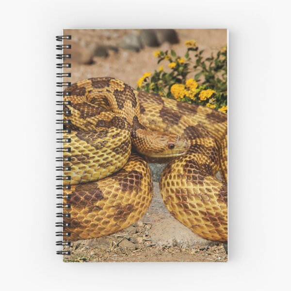 Item preview, Eastern Rat Snake on the Rocks  designed and sold by heatherfriedman.