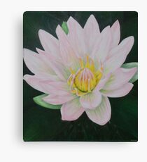 Water Lily Canvas Print