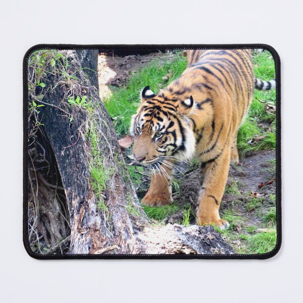 Item preview, Tiger designed and sold by ShutterbugBttns.