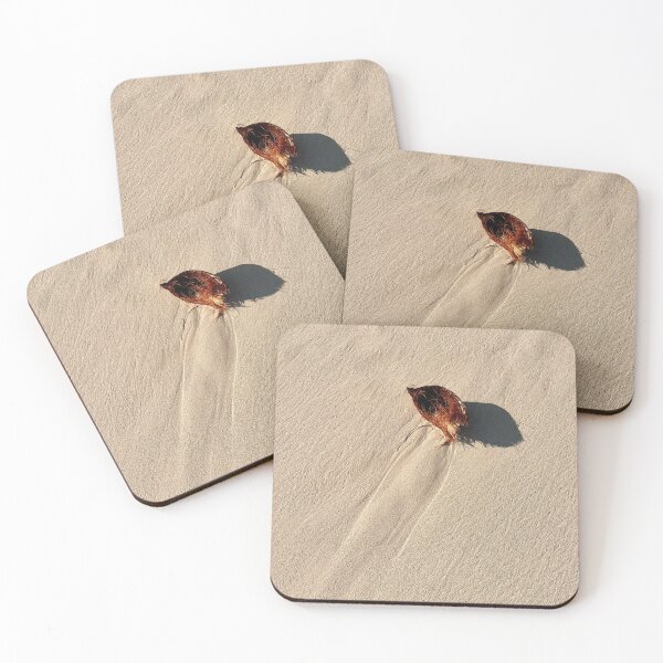Item preview, A coconut washed ashore on Lanikai Beach designed and sold by chelsearavizza.