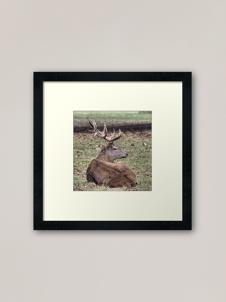 Alternate view of Red Deer Framed Art Print