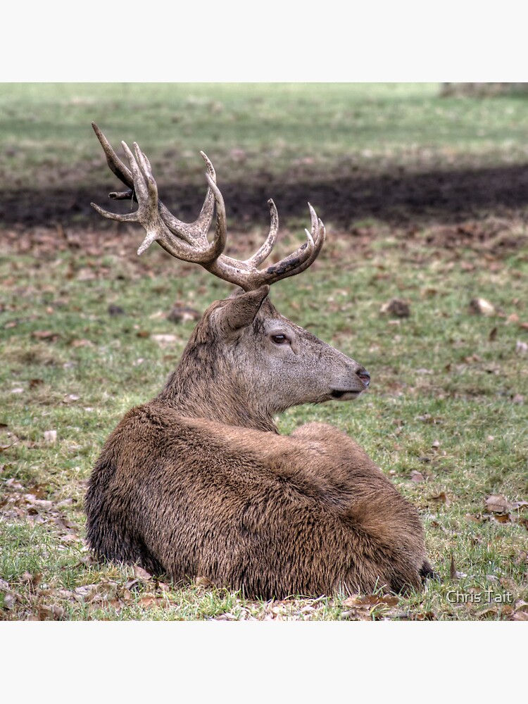 Red Deer by christait