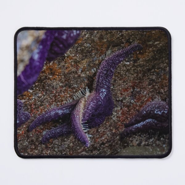 Item preview, Ocher sea star hanging on designed and sold by Theresa Wainwright.