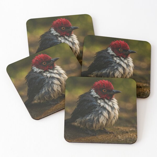 Item preview, Wet Red-Capped Cardinal in Forest Light designed and sold by kaltoumkiki.
