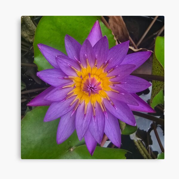 Aperçu de l'œuvre Purple lotus 2 créée et vendue par ES-T8.