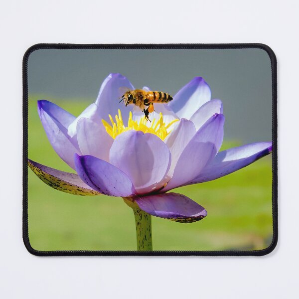 Item preview, "Bee’s Delight on a Kakadu Lily" designed and sold by Peter Keepence.