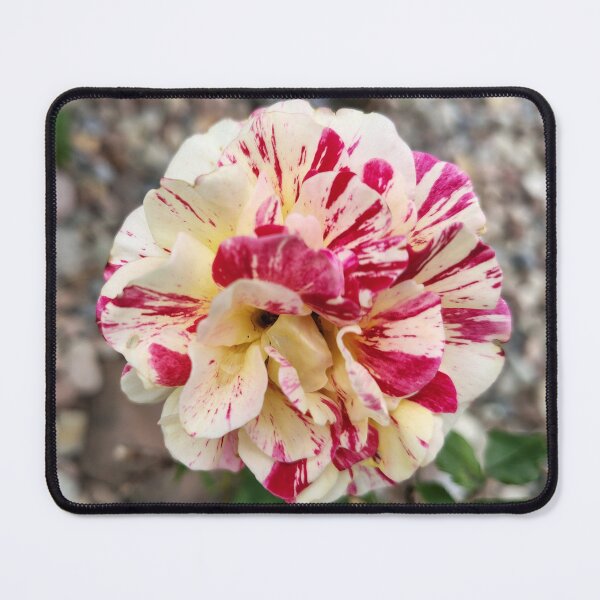 Item preview, Painted Rose  designed and sold by SCTBUFFALOPHOTO.