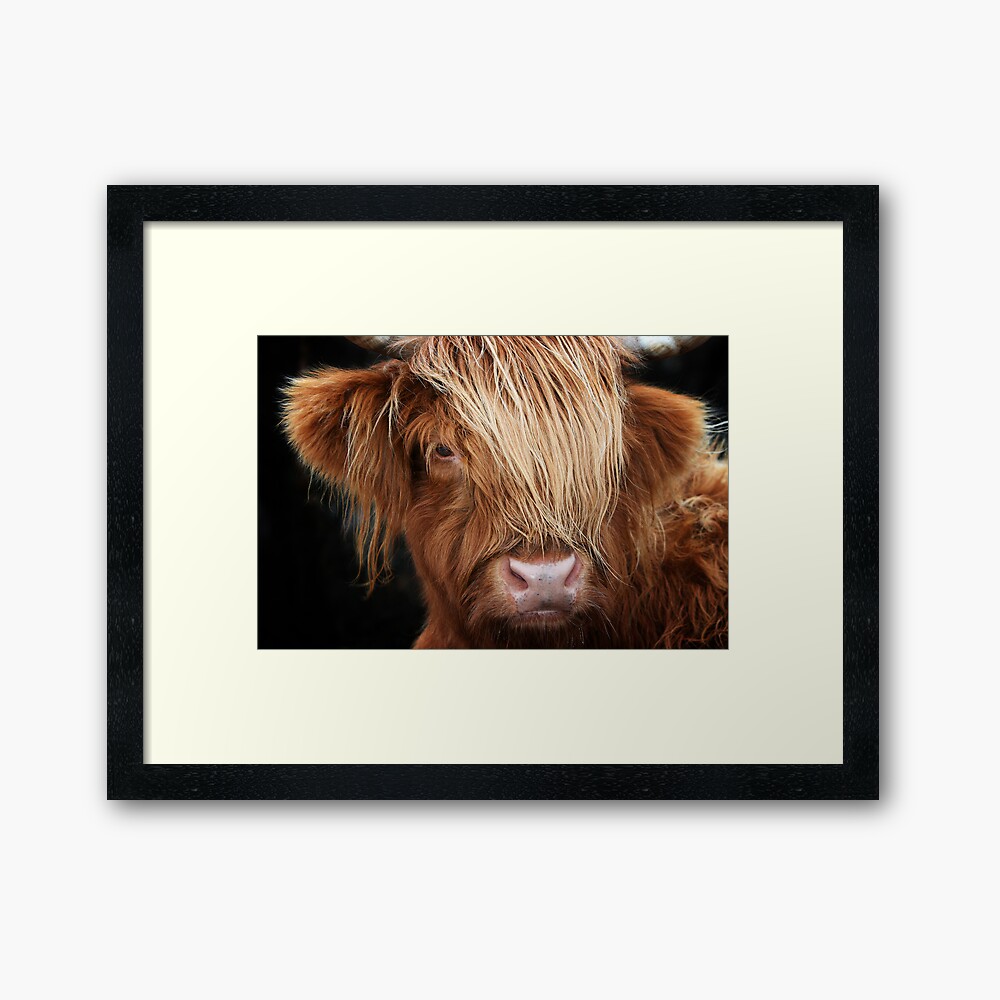 "Highland Cow, Highland Cattle" Framed Print by MaCross Redbubble