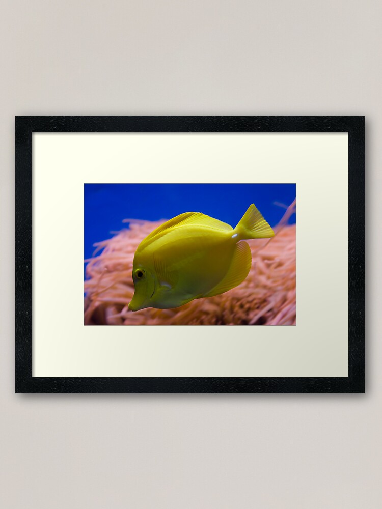 Alternate view of Yellow Tang Framed Art Print
