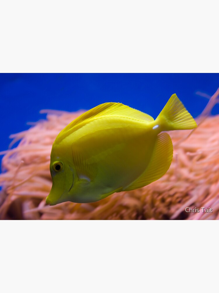 Yellow Tang by christait